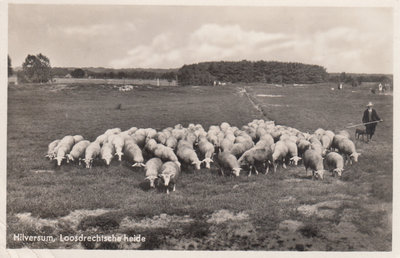 HILVERSUM - Loosdrechtsche Heide