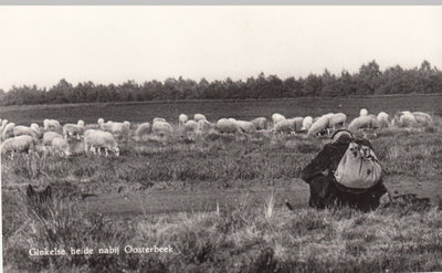 OOSTERBEEK - Ginkelse Heide