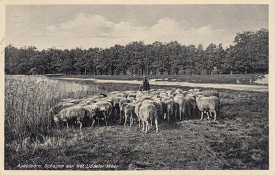 APELDOORN - Schapen aan het Uddeler Meer