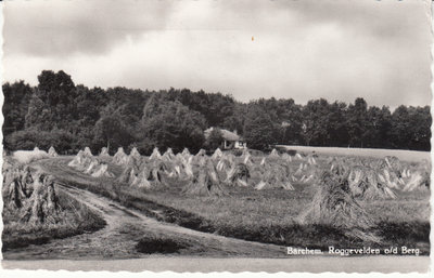 BARCHEM - Roggevelden o/d Berg