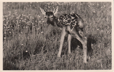 HOENDERLOO - HOGE VELUWE - Hertekalfje