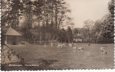 DRIEBERGEN - Hertenkamp