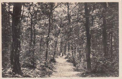 ERMELO - Laan in het Bosch