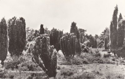 OTTERLO - Jeneverbessenbos