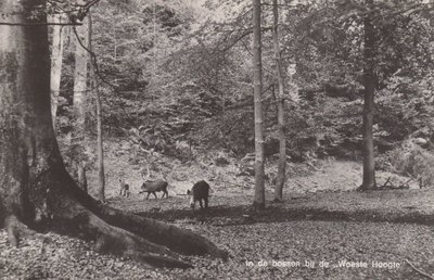 HOENDERLOO? - In de Bossen bij de Woeste Hoogte