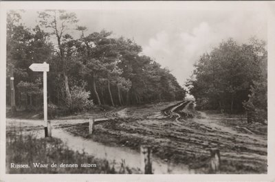 RIJSSEN - Waar de dennen suizen