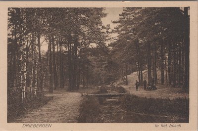 DRIEBERGEN - In het Bosch