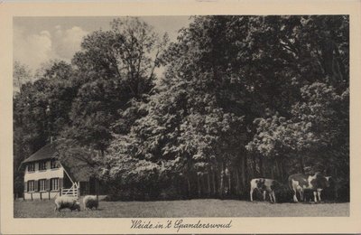 HILVERSUM - Weide in 't Spanderswoud