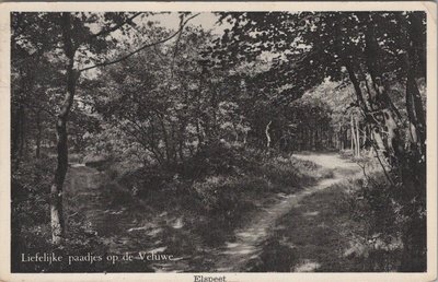 ELSPEET - Liefelijke paadjes op de Veluwe