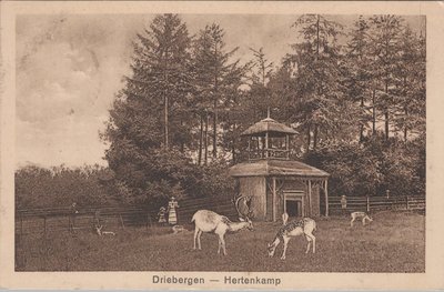 DRIEBERGEN - Hertenkamp