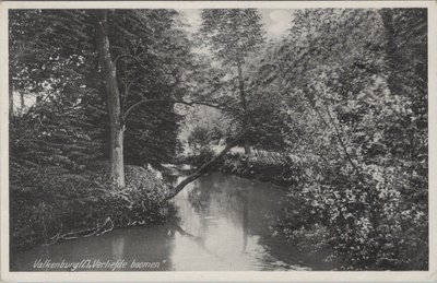 VALKENBURG - Verliefde Boomen