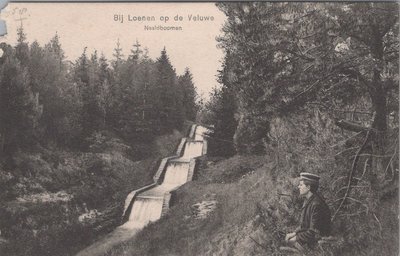 LOENEN - Naaldbomen