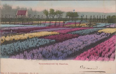 HAARLEM - Hyacinthenveld bij Haarlem