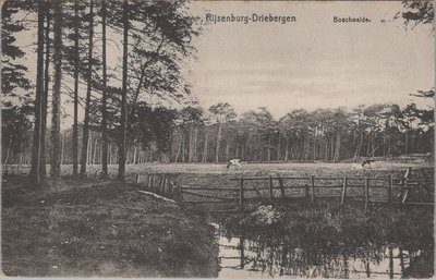 RIJSSENBURG - DRIEBERGEN - Boschweide