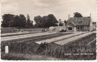 HEERDE - Tuinderij Borchgraverweg