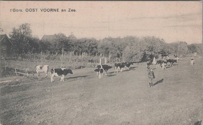 OOSTVOORNE AAN ZEE - t Gors