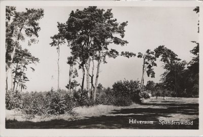 HILVERSUM - Spanderswoud