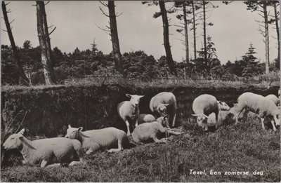 TEXEL - Een zomerse dag