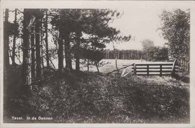 TEXEL - In de Dennen