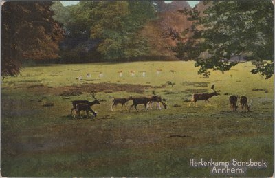 ARNHEM - Hertenkamp-Sonsbeek