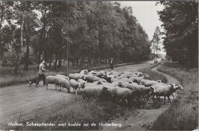 HOLTEN - Schaapherder met kudde op de Holterberg