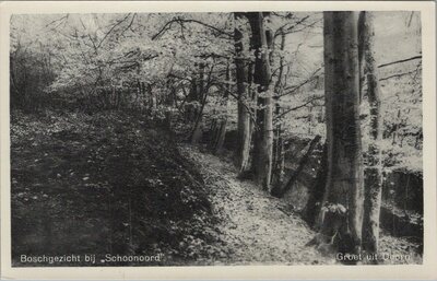 DOORN - Boschgezicht bij Schoonoord