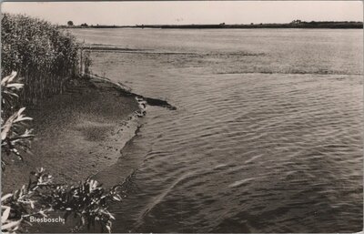 BIESBOSCH - Gezicht op Biesbosch