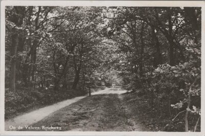 VELUWE - Op de Veluwe, Boschweg