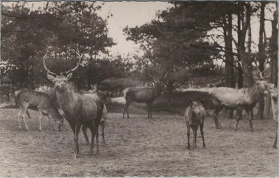 VELUWE - Edelherten op de Veluwe