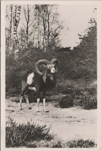 HOENDERLOO - Het Nationale Park De Hoge Veluwe. Moeflon-Ram