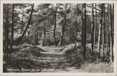 DENEKAMP - Boslaan bij het Lutterzand