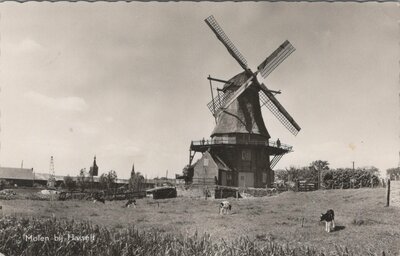 HASSELT - Molen bij Hasselt