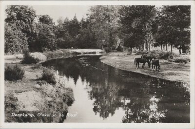 DENEKAMP - Dinkel in de Riest