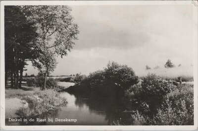 DENEKAMP - Dinkel in de Riest bij Denekamp