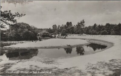 DENEKAMP - Dinkel in het Lutterzand