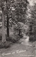 ZEDDAM - In de Bossen Montferland