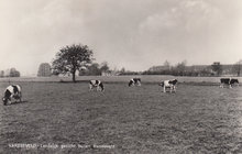 VARSSEVELD - Landelijk Gezicht buiten Varsseveld