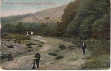 SCHOORL - Groenveld in de Duinen bij Bergen en Schoorl