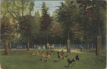 DORDRECHT - Park Merwesteijn Hertenkamp