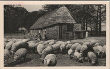 EDE - Schaapskooi op de Ginkel