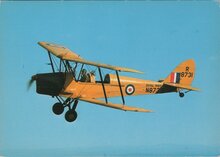 TIGER-MOTH