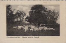 OOSTVOORNE AAN ZEE - Schapen aan de Rietdijk