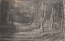 BERGEN - Groenveldslaan in de duinen tussen Bergen en Schoorl