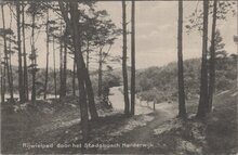 HARDERWIJK - Rijwielpad door het Stadsbosch