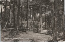 VOORTHUIZEN - Bomen met luchtwortels