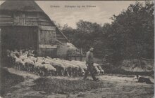 ERMELO - Schapen op de Veluwe