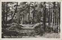 DENEKAMP - Boslaan bij het Lutterzand