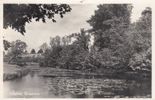 ZUTPHEN - Slingerbos