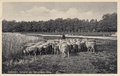 APELDOORN-Schapen-aan-het-Uddeler-Meer